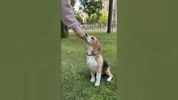 Вся правда о бигле Ричарде🐶😂 #dog #бигль