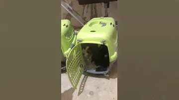 продажа бигль щенков 🥰🥰🥰