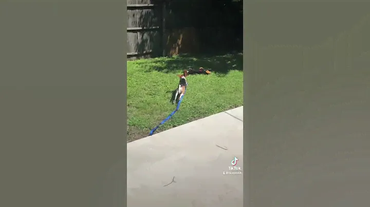 Beagle runs out side and attacks the stuffed dog plush toy funny tik tok video