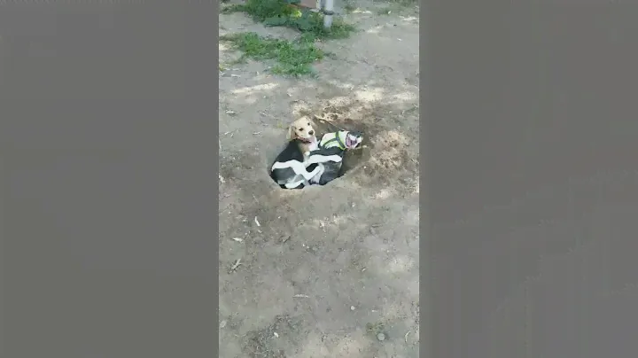 Собачьи нежности🤗Щенок бигля Лекса 5 месяцев#бигль #beagle #beagleslife #beagledog #beagleclub