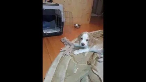 Бигль, биколор, играется.) 2 месяца