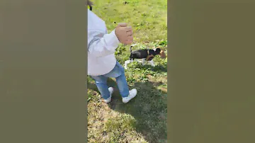 Купили Бигля, первый раз в жизни на улице.