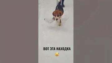 Вот эта находка!!!😅Бигль Грэта |Beagle Greta I