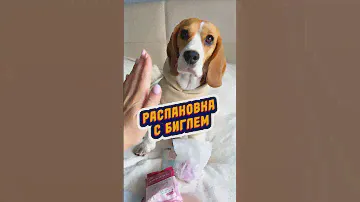 Наш первый сюжет распаковки с ВБ #вб #вайлдберриз #бигль #бигльреми #собака #распаковка #wildberries