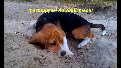 ЗАСАДА Бигля, диванного охотника на МЕДВЕДЯ!! || AMBUSH Beagle, Sofa Hunter BEAR!