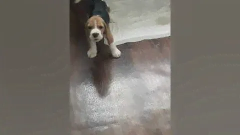 Щенок бигль девочка