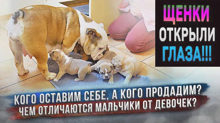 Щенкам Английского Бульдога Лисы уже 3 недели. Яна выделила фаворита!
