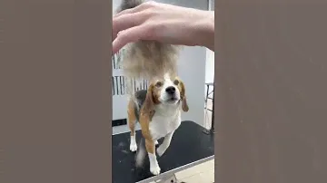 Экспресс линька бигля | Блэкгрумер 🐶