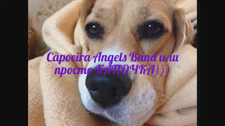 Бигль Capoeira Angels Band-мама  Бублика))Сходство|| Beagle Capoeira Angels Band - Bublik puppy mom