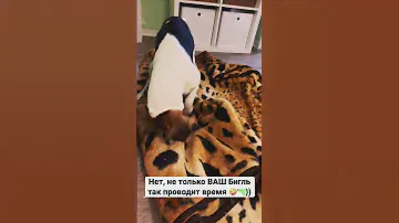 Бигль - ничего не обычного #бигль #beagle #haustiere #pets #пес #собакадругчеловека