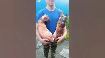 Обзор игрушек-подушек с сайта Алиэкспресс