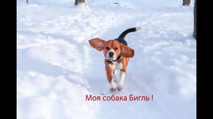 Собака породы Бигль