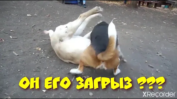 БИГЛЬ и ЛАБРАДОР