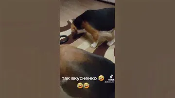 бигль щенки ❤❤❤