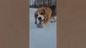 Как здесь хорошо 😍|Бигль Грэта |Beagle Greta ❤