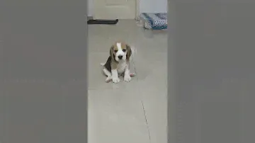 Beagle puppy, cuteness overload