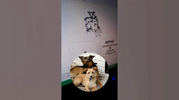 Адресники для собак с гравировкой 🐾 #адресник #гравировка #адресник #адресникдлясобак