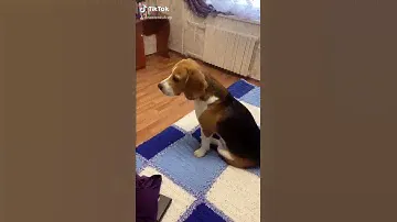 Бигль и комбинезон ))