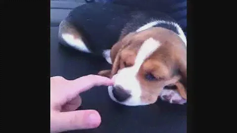 Моя собака сею:порода бигль😘🐶