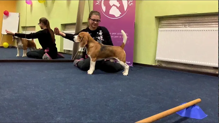 Our beagle boy Anakin Skywalker Mary Lucky Stars/Бигль кобель Энакин