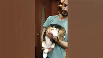 Девочка бигль Ума