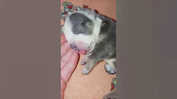 щенки булли#американскийбулли#булли#ambully#americanbully#питомниксобак