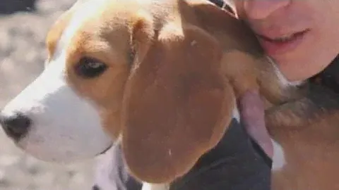 Выгул бигля;Коза-психотерапевт;любопытство Vs страх #beagle #animals #nature #dog #dogbreeds #cat