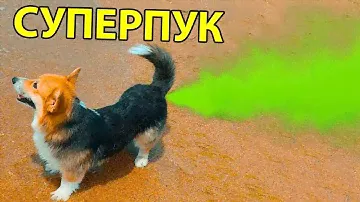 СУПЕРПУК!! Лучшие серии июня 2022!! (Корги Кекс) Говорящая собака