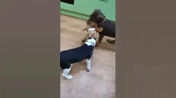 Бигль и Доберман))) чья игрушка?)))