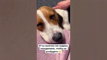 Бигль уснул на мне 🥹 #бигль #beagle #haustiere #pets