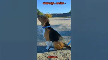 Dog training. Дрессировка бигля. #dog #dogs #dogtraining #beagle #бигль #дрессировкасобак #beagleboy