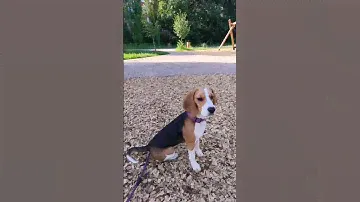 #бигль #beagle #дейзи #собака #фото 3 часть