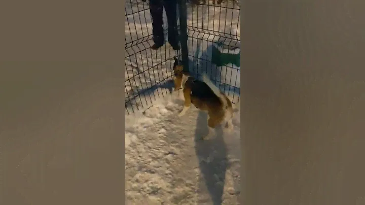 Бигль 1,5 года и Бигль 3 месяца Beagle junior & Beagle puppy