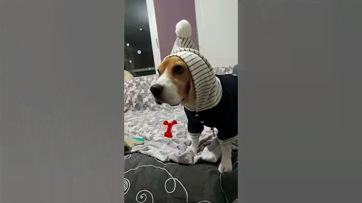 Бигль в комбинезоне 😂🤣 целый набор эмоций #бигльлилита #одеждадлясобак #одеждадлябигля #бигльспб