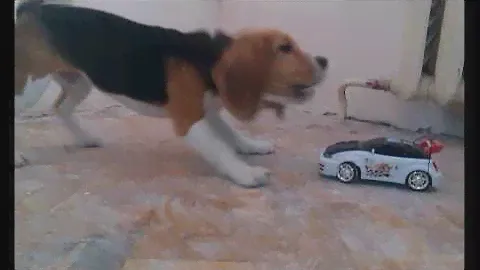 Щенок бигль (5месяцев)Истерика на машинку || Beagle puppy (5 months) Creek on the machine