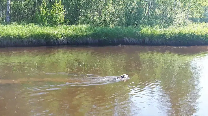 2019-06-05 Бигль и утка
