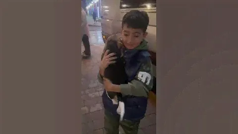 Мальчик 🐶 Бигль Татьяна Петенкова-Шайхлисламова Питомник "Family Shayk" нашёл свою семью в СПб