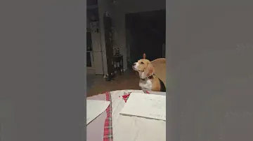 Бигль Бзсси