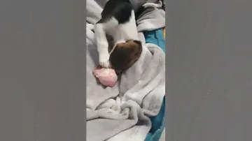 Бигль щенок