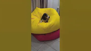 бигль мальчик попрыгайчик