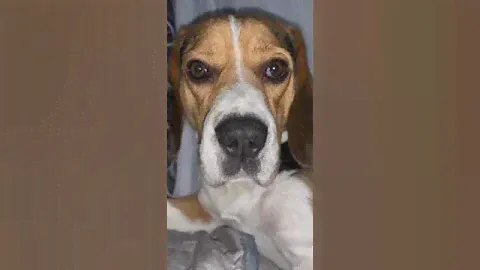 Инструкция от Оди#beagle #бигль #собака #собакабигль