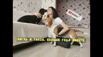 Бигль и Такса, больше года вместе)