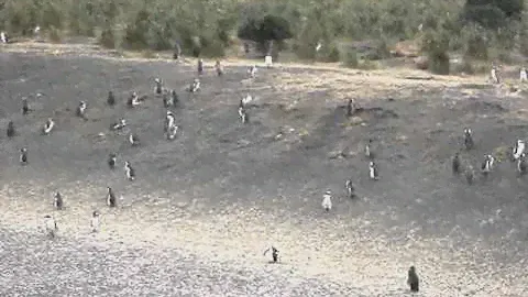 Penguins - Beagle Channel Boat Tour, Ushuaia, Argentina