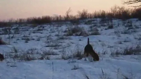 Бигли на охоте.  Поиск подранка зайца.