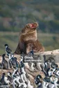 Большеволосый Южноамериканский Морской Лев И Лежбище Короля Бакланов На Островах Канала Бигль В Патагонии Недалеко От Ушуайи Аргентина — стоковые фотографии и другие картинки Ушуая