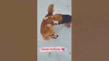 У собак любовь💘 |БигльГрэта |Beagle Greta I