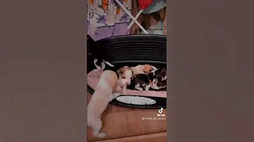 Ужасная История 😨#собака #песик #собаки #бигль #щенок