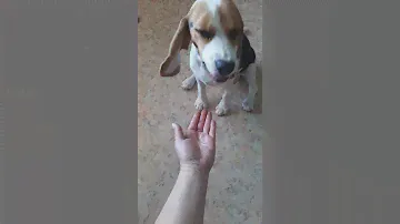 бигль 5 месяцев
