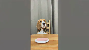 На этот эксперимент мы потратили упаковку сосисок 🙈 #бигль #beagle