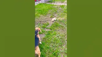 Что Ричард сделает с кроликом?🐰 #like #собака #животные #кролик #puppy #бигль #dog #собаки #веселье